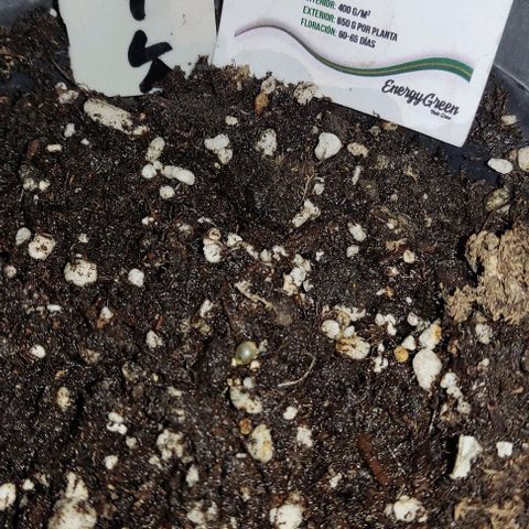 GORILLA  GLUE #4 growlog photo: Hoy se traspaso a maceta chica esperando que se adapte rápido 