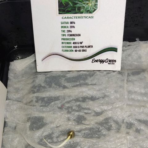 GORILLA  GLUE #4 growlog photo: Hoy se traspaso a maceta chica esperando que se adapte rápido 