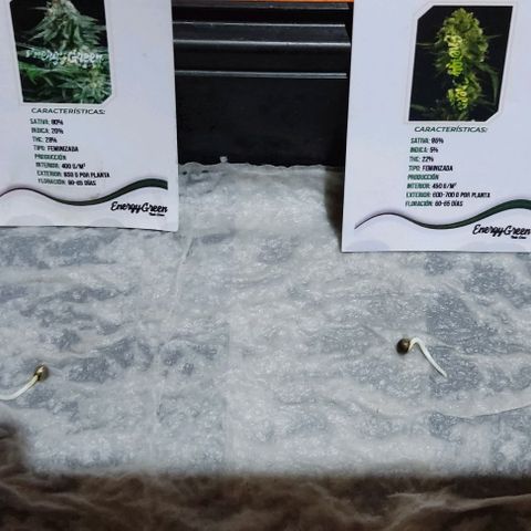 GORILLA  GLUE #4 growlog photo: Hoy se traspaso a maceta chica esperando que se adapte rápido 