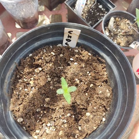 Chocolope  growlog timeline photo