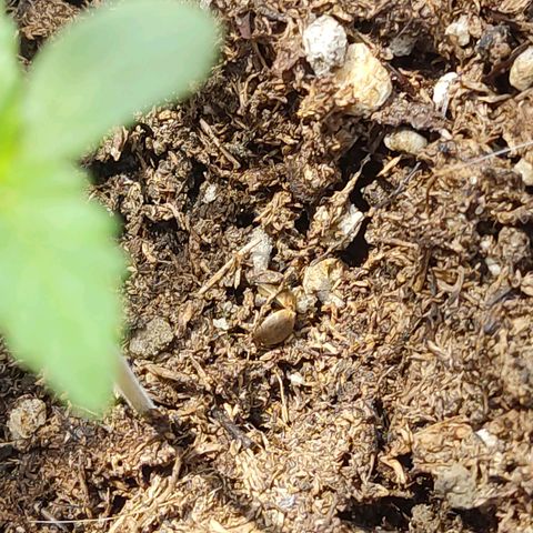 Chocolope  growlog timeline photo