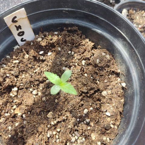 Chocolope  growlog timeline photo