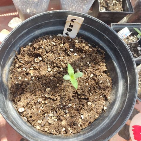 Chocolope  growlog timeline photo