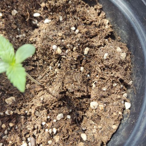 Chocolope  growlog timeline photo