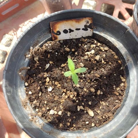 GORILLA  GLUE #4 growlog timeline photo