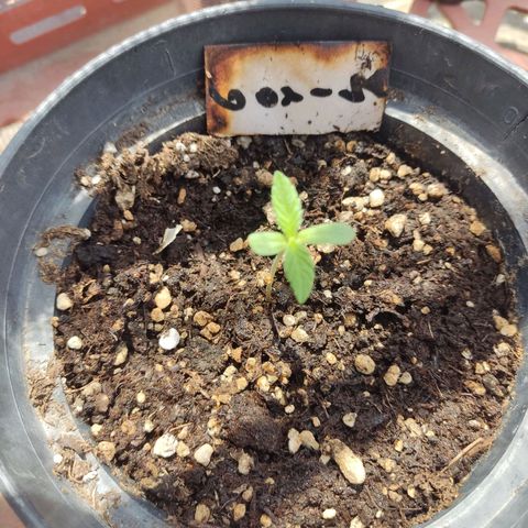 GORILLA  GLUE #4 growlog timeline photo