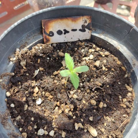 GORILLA  GLUE #4 growlog timeline photo