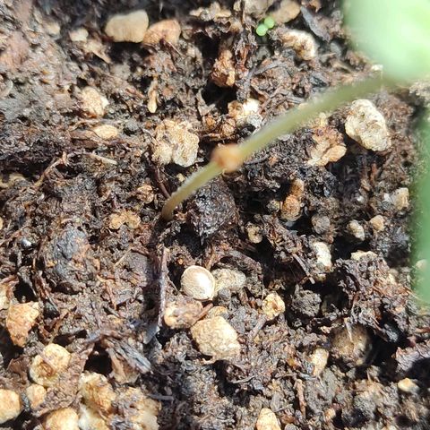 GORILLA  GLUE #4 growlog timeline photo