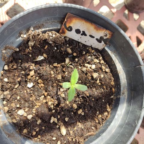 GORILLA  GLUE #4 growlog timeline photo