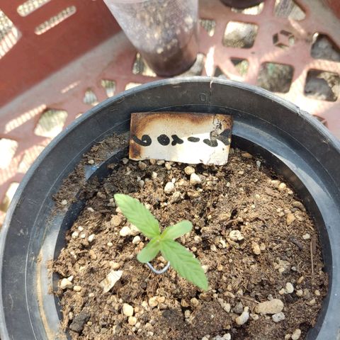 GORILLA  GLUE #4 growlog timeline photo