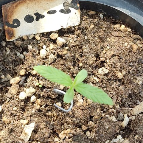 GORILLA  GLUE #4 growlog timeline photo