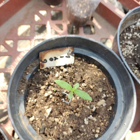 GORILLA  GLUE #4 growlog timeline photo