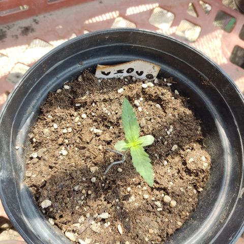 Chocolope  growlog timeline photo