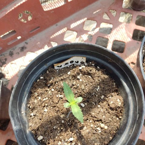 Chocolope  growlog timeline photo