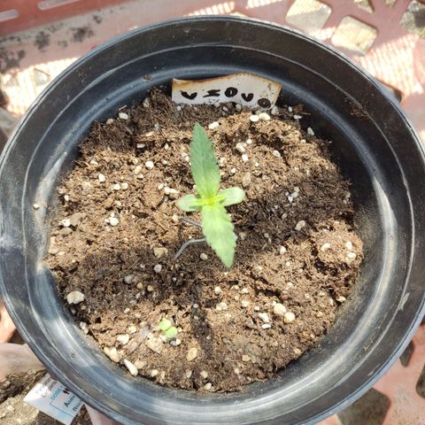 Chocolope  growlog timeline photo