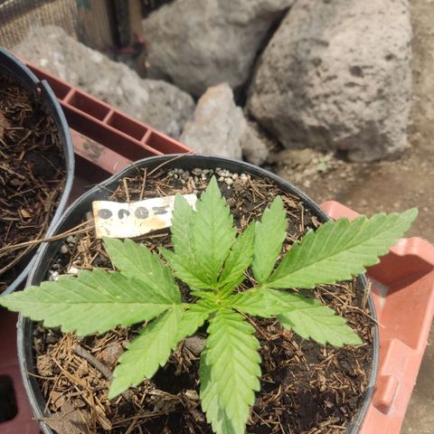 Chocolope  growlog timeline photo