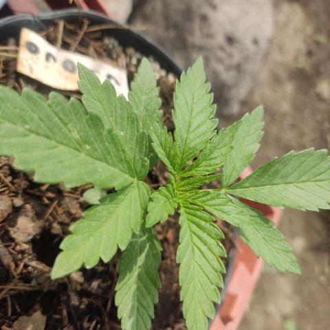 Chocolope  growlog timeline photo