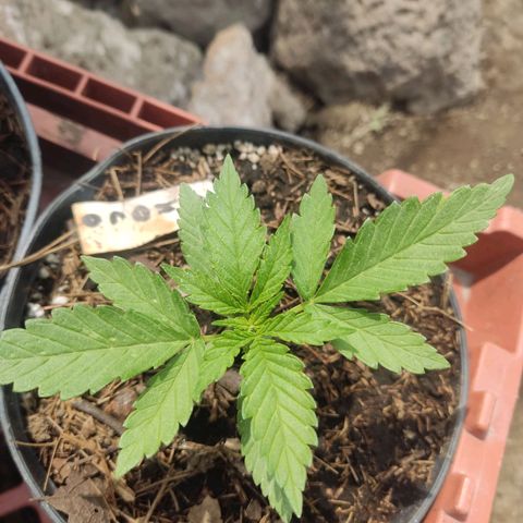 Chocolope  growlog timeline photo