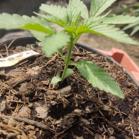 Chocolope  growlog timeline photo