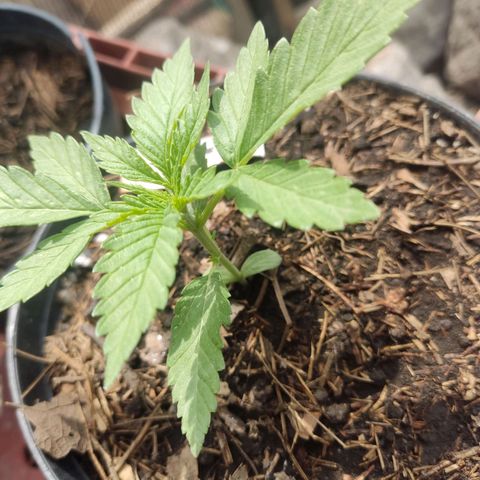 Chocolope  growlog timeline photo