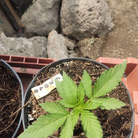 Chocolope  growlog timeline photo