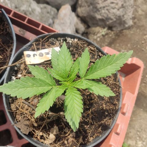 Chocolope  growlog timeline photo