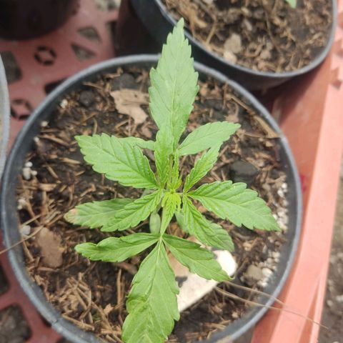 GORILLA  GLUE #4 growlog timeline photo