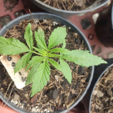 GORILLA  GLUE #4 growlog timeline photo