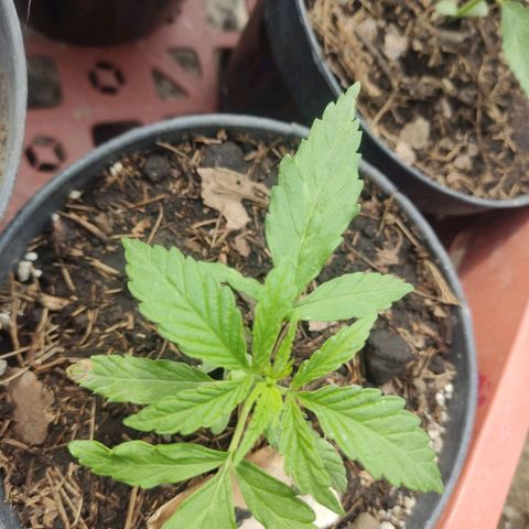 GORILLA  GLUE #4 growlog timeline photo