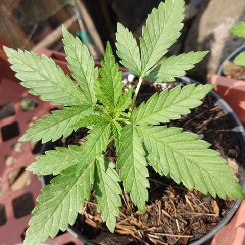 Chocolope  growlog photo: Se regaron con lluvia ⛈️