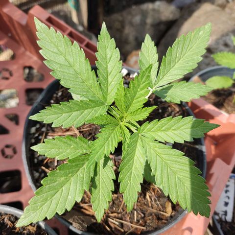 Chocolope  growlog photo: Se regaron con lluvia ⛈️
