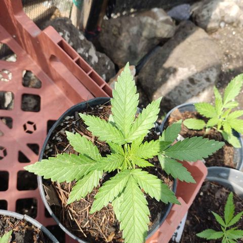 Chocolope  growlog photo: Se regaron con lluvia ⛈️
