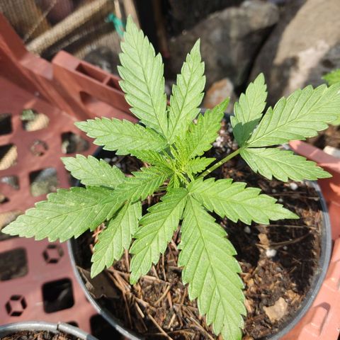 Chocolope  growlog photo: Se regaron con lluvia ⛈️
