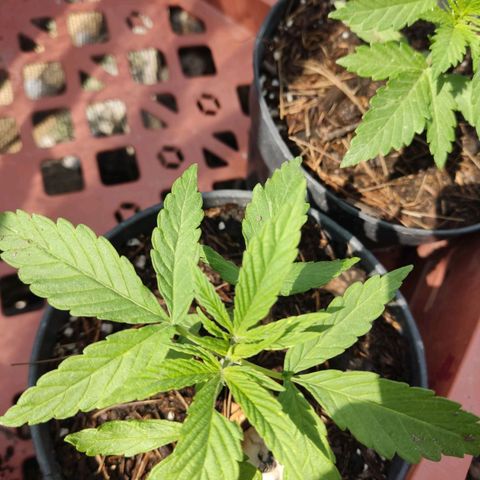 GORILLA  GLUE #4 growlog photo: Se regaron con lluvia ⛈️