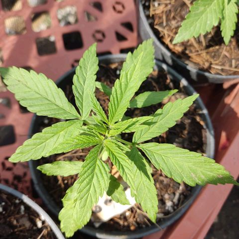 GORILLA  GLUE #4 growlog photo: Se regaron con lluvia ⛈️