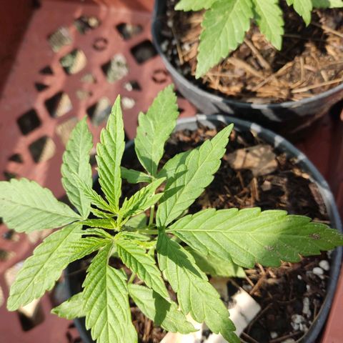 GORILLA  GLUE #4 growlog photo: Se regaron con lluvia ⛈️