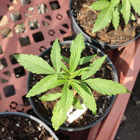 GORILLA  GLUE #4 growlog photo: Se regaron con lluvia ⛈️