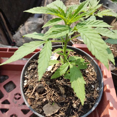 GORILLA  GLUE #4 growlog timeline photo
