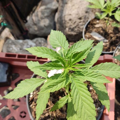 GORILLA  GLUE #4 growlog timeline photo
