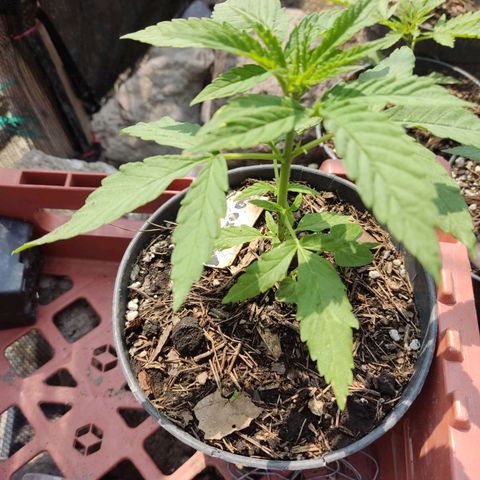 GORILLA  GLUE #4 growlog timeline photo