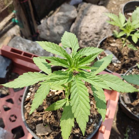 GORILLA  GLUE #4 growlog timeline photo