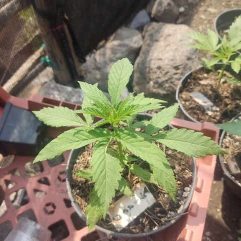GORILLA  GLUE #4 growlog timeline photo