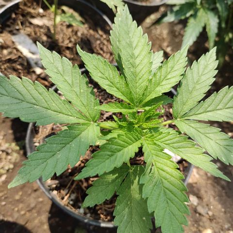 Chocolope  growlog timeline photo