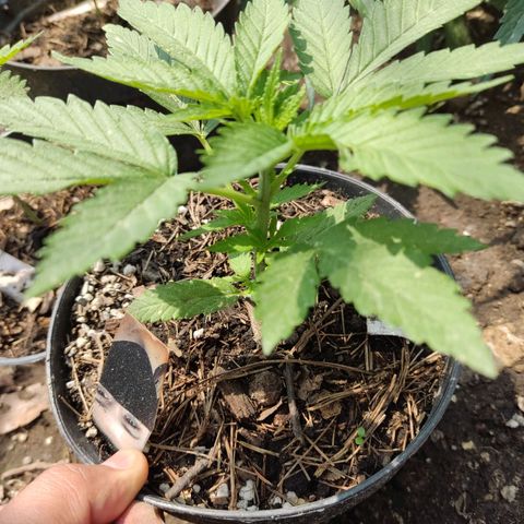 Chocolope  growlog timeline photo