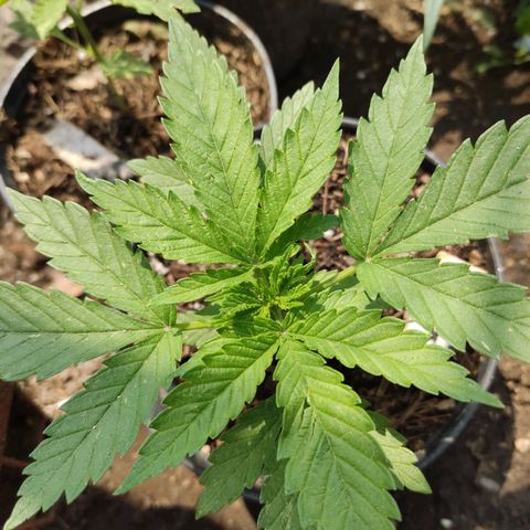 Chocolope  growlog timeline photo