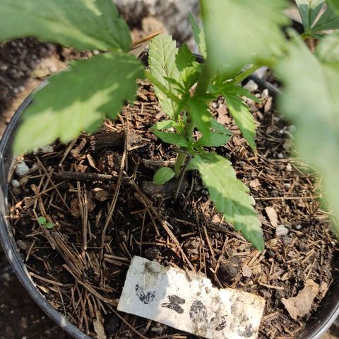 Chocolope  growlog timeline photo