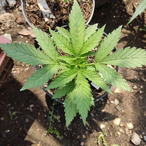 Chocolope  growlog timeline photo