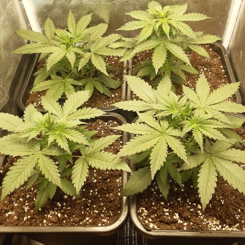 Green Crack growlog timeline photo