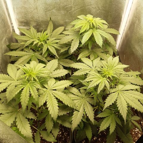 Green Crack growlog timeline photo