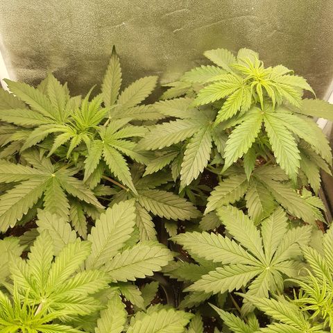 Green Crack growlog timeline photo